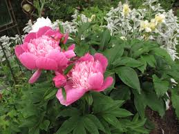 Lamb's ears require a sunny spot that receives at least 6 to 8 hours of direct sun a day. Stachys Byzantina Lamb S Ear Pbmgarden