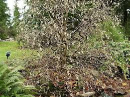 A Harry Lauder S Walking Stick In Bloom Corylus Avellana How To Grow And Care For Harry Lauder S Walking Stick Garden Helpers Garden Trees Landscape Design