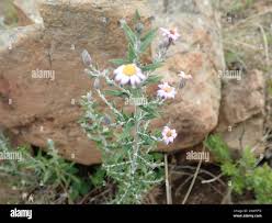 Image result for Athrixia phylicoides