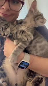 Last two of my kittens! Pebble is the marbled tabby. Stone is the light  gray tabby. Both male, both neutered, and fully vetted 🤍 , As you can see,  both are SWEET, both are cuddle bugs, and both love ...