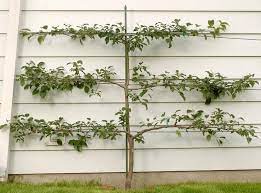 Check spelling or type a new query. Learning To Espalier Fruit Trees The Mercury News