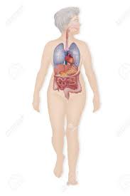 Foundational anatomy provides medical students with the necessary background in anatomy for success in clerkships. The Trunk Anatomy Anatomy Drawing Diagram