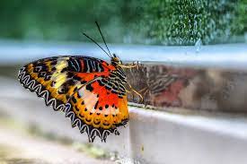 In der ferienzeit ist die schmetterlingsausstellung sehr gut besucht. Tropische Schmetterlinge Im Botanischen Garten Munchen Foto Bild World Munchen Natur Bilder Auf Fotocommunity