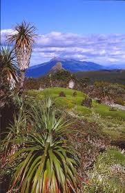 Pandani Shelf On Mt Anne Located With The Southwest National Park Mount Anne Dominates The Area S Beautiful Places To Visit Australia Travel Beautiful Places