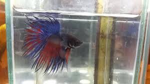 I source and import bettas from my family's betta farm as well as from a select few trusted betta farms in thailand. World Of Betta New Short Fins Fem Betta Koi Pi3m Isda