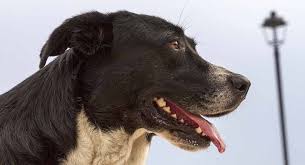 You can find pitbull lab mix puppies for adoption at adopt a pet, petfinder, and overstock, to name a few. Border Collie Lab Mix From Working Dog To Enthusiastic Friend