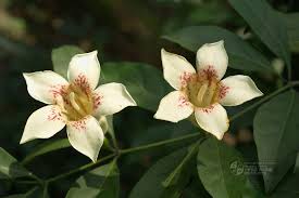 Image result for Rothmannia manganjae