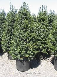 We did not find results for: Ilex X Aquipernyi Meschick Wholesale Nursery Supplies Plant Growers In Oregon Nursery Guide