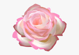 Na sua forma selvagem, a flor é ainda mais antiga. Transparent Rosebush Png Rosas Color Rosa Png Png Download Transparent Png Image Pngitem
