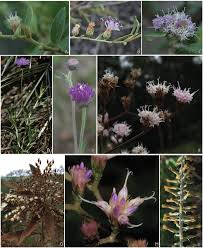 Image result for Vernonanthura polyanthes