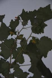 Image result for Pavonia burchellii