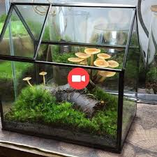 1 866 Mentions J Aime 53 Commentaires Kinocorium Kinocorium Sur Insta Style De Rue Indoor Water Garden Terrarium Plants Garden Terrarium