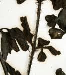 Image result for Asplenium simii