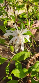 The following photos will allow you to identify white flowering plants. White Flowers That I Really Love I D Love To Know The Name Of This Can Anyone Help Plantidentification