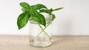 Tell me, if i have potho's that i have propogated in growing medium, once the roots have established, can i then wash off growing medium and transfer plant to vase of. Rooting Basil Cuttings For Endless Harvest Amazing Herb Garden