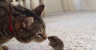 Dongeng ini ternyata cerita klasik dari nusa tenggara timur (ntt) dan poetri soehendro mengaku ada seorang ayah yang menjadikan cerita ini sebagai 'hadiah' untuk anaknya di hari ibu. Kisah Kerajaan Tikus Dan Teror Bangsa Kucing Dongeng Pakistan Dongeng Anak Anak Dunia