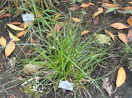Image result for Cyperus nuerensis