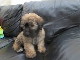Vermittelt werden süße shih tzu babys die ihre familie auf lebenszeit suchen. Boomer Of Iets Heel Anders Hondenforum