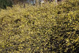 Image result for Jasminum nudiflorum