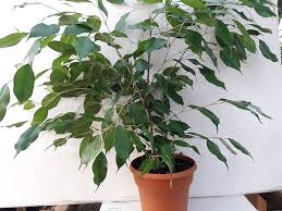 Image result for Ficus benjamina
