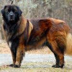 Check spelling or type a new query. Leonberger Dog Breed Information