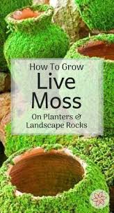Pin By Cybil Bodrick On Diy Garden In 2020 Landscaping With Rocks Outdoor Gardens Landscaping Growing Moss