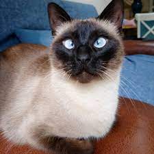 Get To Know Ollie The Cross-eyed Siamese Cat - Cattime Siamese Cats Siamese Cats Facts Cats