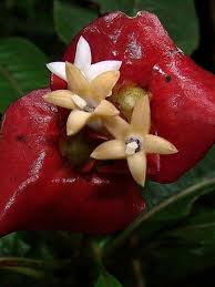 Image result for Psychotria heterosticta
