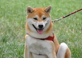 The site owner hides the web page description. æŸ´çŠ¬ Wikipedia