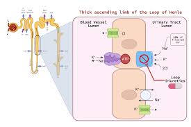 Image result for Loop Diuretic