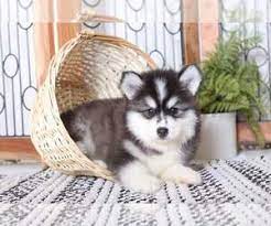 We did not find results for: View Ad Pomsky Puppy For Sale Near Florida Naples Usa Adn 201974