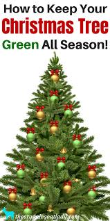 How To Keep A Christmas Tree Alive The Organic Goat Lady Christmas Tree Care Green Christmas Tree Christmas Tree