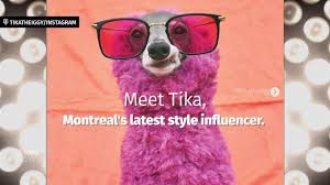 As if it had been going out of style. Love It Can T Wear It Video Catapults Montreal Pooch Tika The Iggy To Online Fame Cbc News