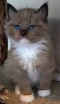 Mink & Solid Ragdoll Cats - Ragdoll Kittens For Sale
