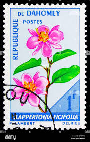 Image result for Clappertonia ficifolia