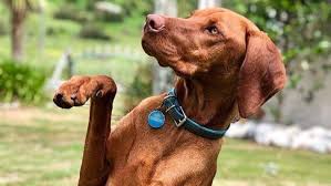 Apr 29, 2021 · best answers. Dogs Welcome On Christchurch S 10km Run To Remember Stuff Co Nz