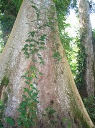 Image result for Terminalia superba