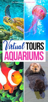 Pin On Snorkeling Diving Sailing Travel