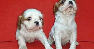 Cavalier King Charles Yavru Fiyatlari 05412625843 Cavalier King Charles King Charles Cavalier