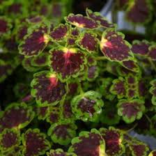 Image result for Coleus guerkei