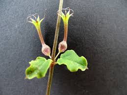 Image result for Ceropegia multiflora