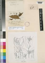 Image result for Englerina