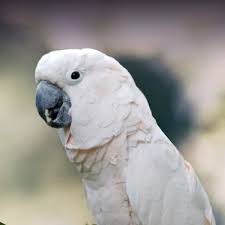 Cockatoos range in size from medium to large. Moluccan Cockatoo Personality Food Care Pet Birds By Lafeber Co