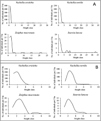 Image result for Selago dinteri