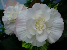 Begonia Begonia Flowers Plants