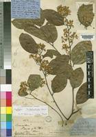 Image result for Securidaca welwitschii