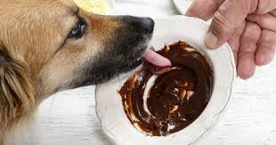 13 Aliments Toxiques Pour Les Chiens Nourriture Chien Recettes De Biscuits Pour Chien Alimentation