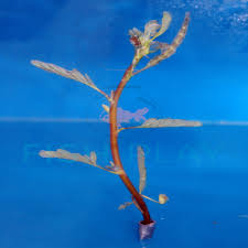 Image result for Aeschynomene fluitans