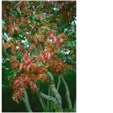 Image result for Galpinia transvaalica