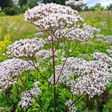 Image result for Valeriana capensis